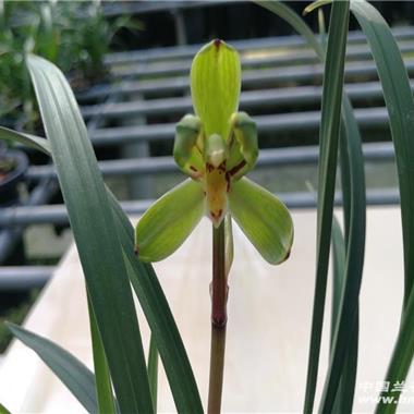 现花瑞梅带1花1大芽9cm