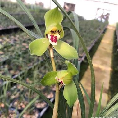 春剑-大富贵3苗1芽点(出水晶) 包邮申通