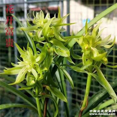 所有分类 传统品种 春兰 奇花 花开富贵11苗3花苞〈顺丰包邮〉  拍卖