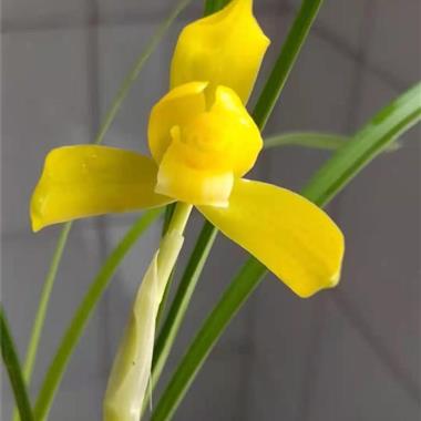 金素1(带开花 中国兰花交易网