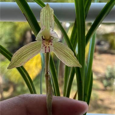 春兰水晶花