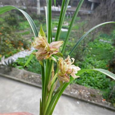 天彭芙蓉已开花