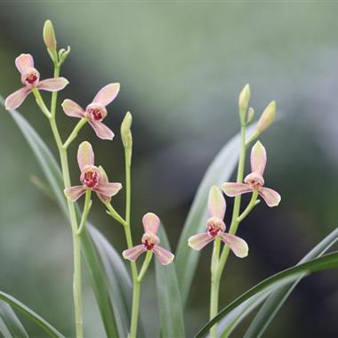 建兰小草(精彩梅)带3芽本园开品 - 中国兰花交易网