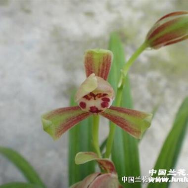 红复色水仙(雨城彩虹)壮苗带2芽 - 中国兰花交易网