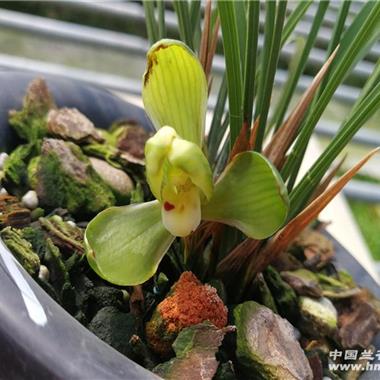 贺神梅带2花2大芽7cm - 中国兰花交易网