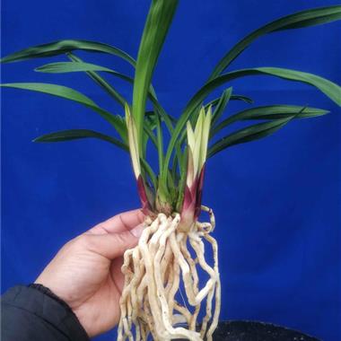 建兰 东方红荷 5苗带3芽303