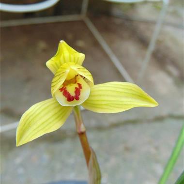 莲瓣兰金童1苗带2芽