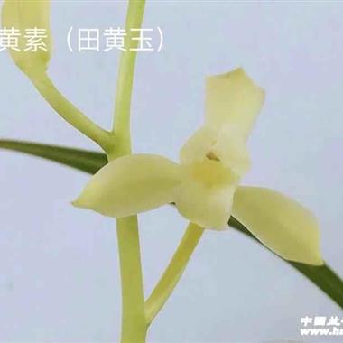 建兰田黄玉1苗2芽品种保证