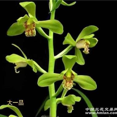 蕙兰〔大一品〕3苗1芽1花苞 中国兰花交易网
