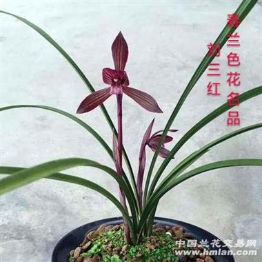 春兰刘三红2苗1大芽1花苞