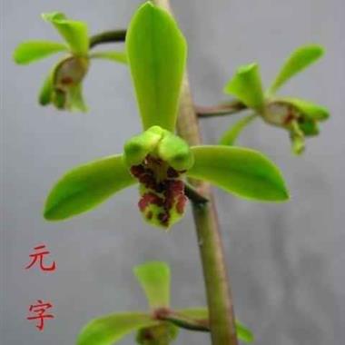 元字特壮带花