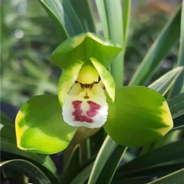 金富贵带1芽4cm 中国兰花交易网