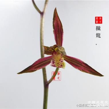 12藏龙带大芽 中国兰花交易网