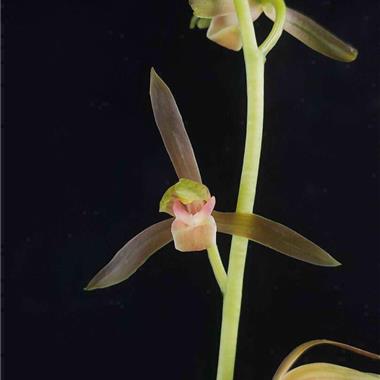 花香墨兰铭品金丝雀前陇苗带2芽0起包邮