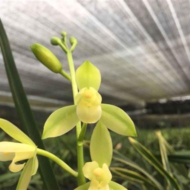 建兰福州素荷2苗1芽