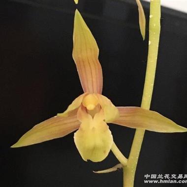瑶琳胭脂引种苗仔带大芽
