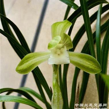 春兰线艺开素心叶花双艺