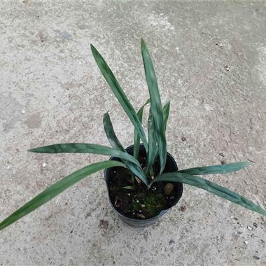三文豪又名一门三父子(5苗3个芽 中国兰花交易网