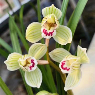 【靖荷】1苗1芽 中国兰花交易网