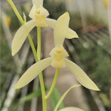 建兰芽黄素(田黄玉)2苗1芽