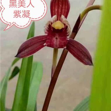 所有分类 传统品种 建兰 色花 紫凝1苗1芽    