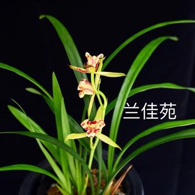 三文豪3苗7-26-7 中国兰花交易网
