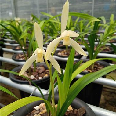 建兰田黄玉芽黄素2苗1花苞