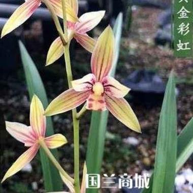 兰花,黄金彩虹9苗带6花苞,韵达快递