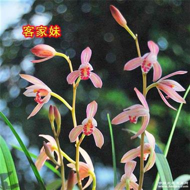 客家妹a(纯仔,芦头已饱满中上苗 中国兰花交易网