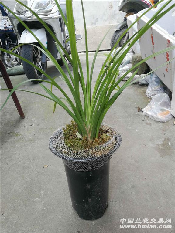 期待已久的绿兰终于开花了-送春篇-中国兰花交易网社区