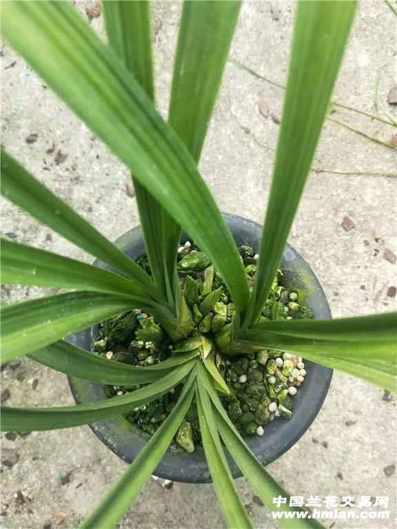 春剑素荷