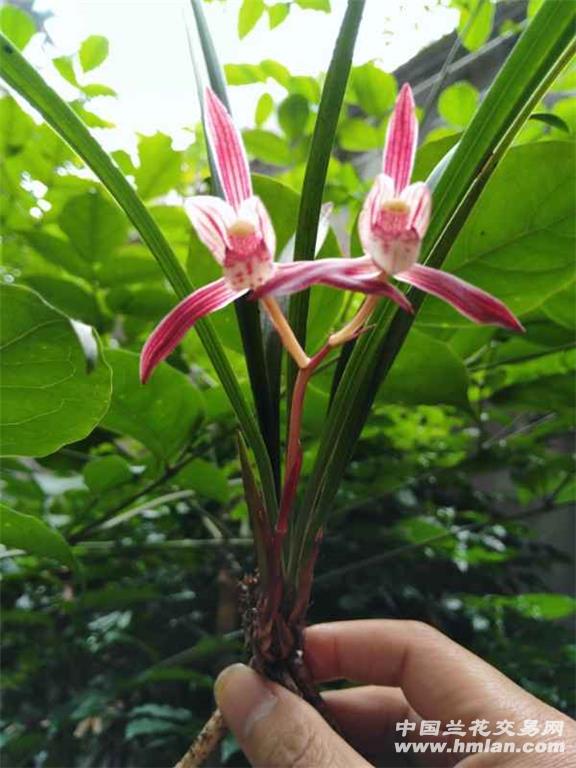 红艳 尾花也惊艳