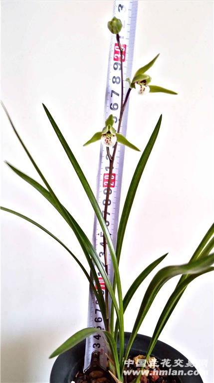 细叶寒兰最难养吗