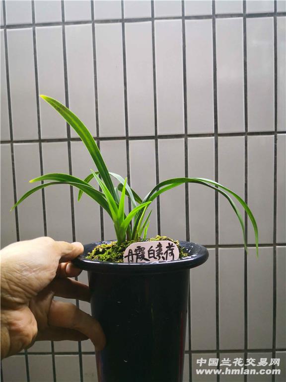 丹霞白素荷来个晚秋芽也好的
