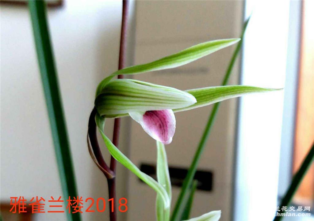 朱颜2019-寒兰篇-中国兰花交易网社区