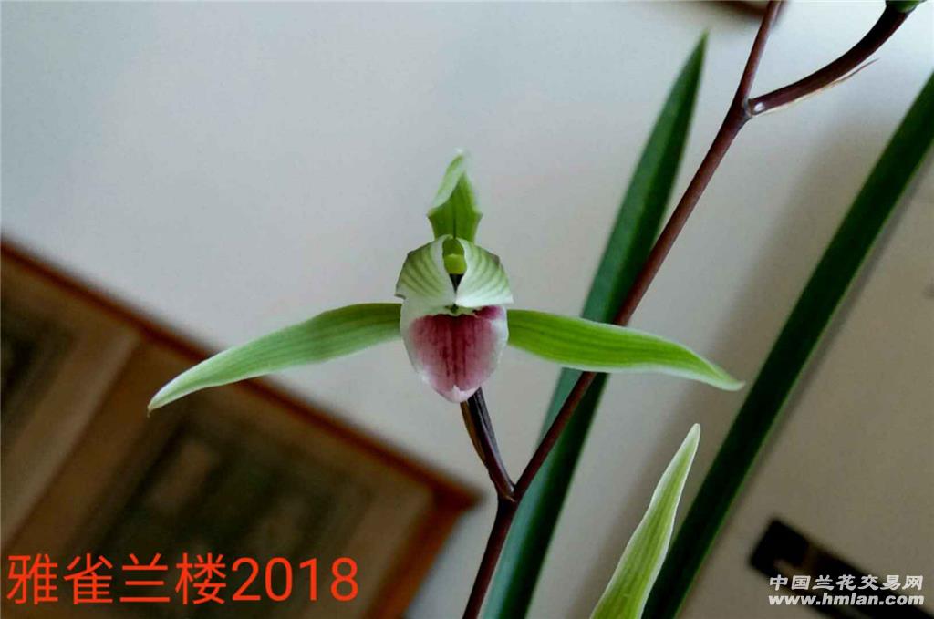 朱颜2018-寒兰篇-中国兰花交易网社区