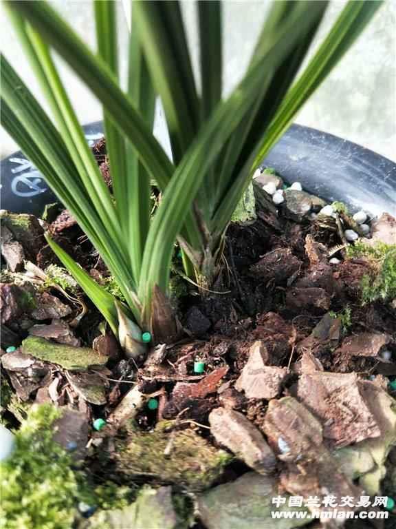 带苞程梅-蕙兰篇-中国兰花交易网社区