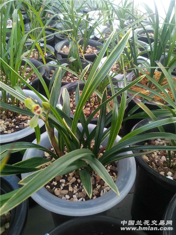 彩云荷突然开花了