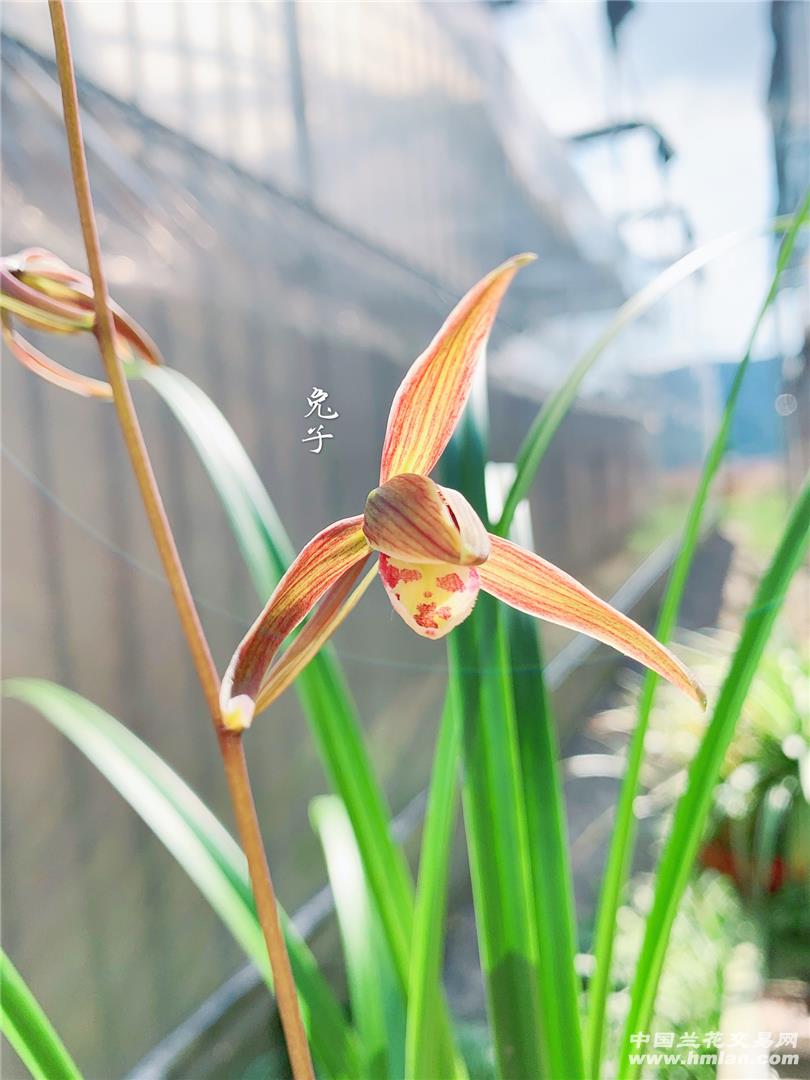 大叶寒兰《红水仙》带花苞前垄2苗,喜欢的可以