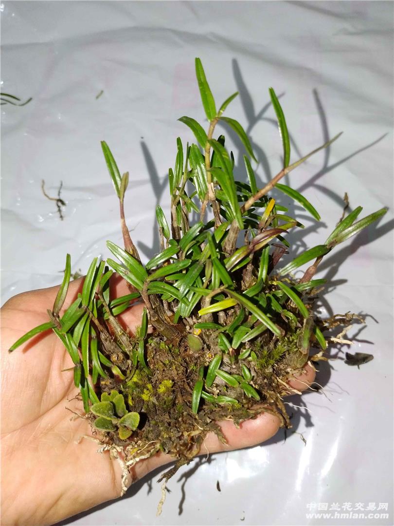 小姬竹石斛开黄花有香味