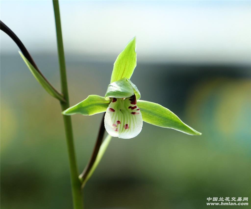 细叶寒兰 正格绿花大圆舌