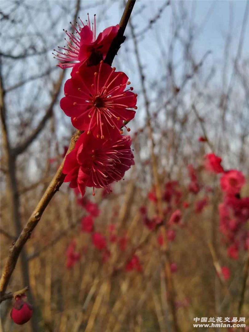 红须朱砂一颗.诚拍-其他花卉-中国兰花交易网社区