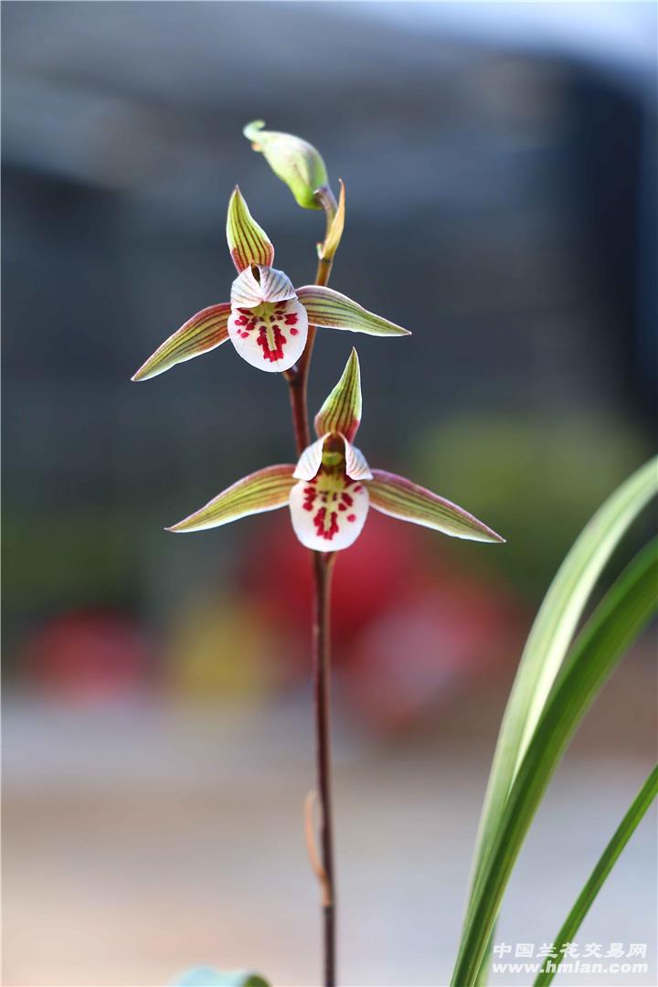 彩花短圆舌
