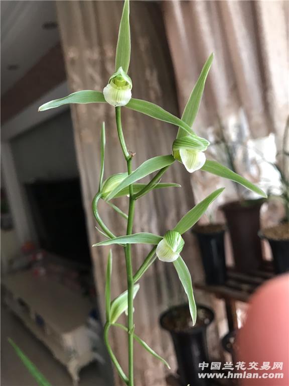 挺好看的一个大出架寒兰水迹素