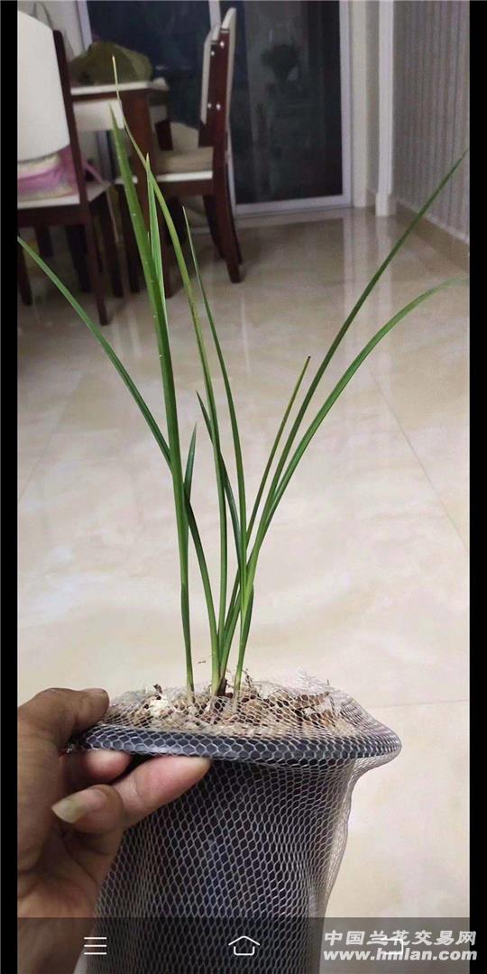 那位兰友能分永昌金荷真假-蕙兰篇-中国兰花交易网社区