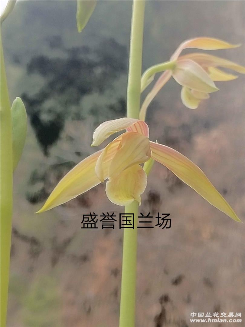2020年 瑶琳胭脂开品存档