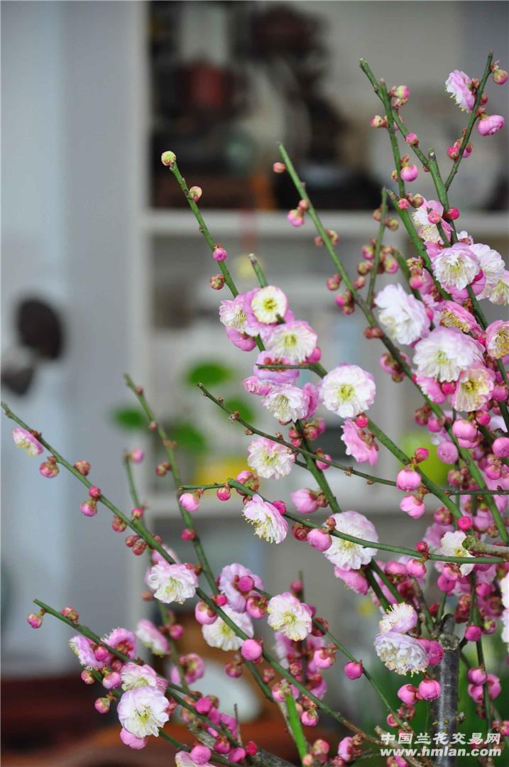 春节窝在家,卧梅又闻花。