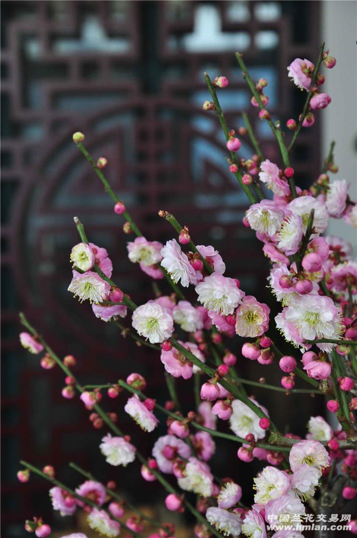 春节窝在家,卧梅又闻花。