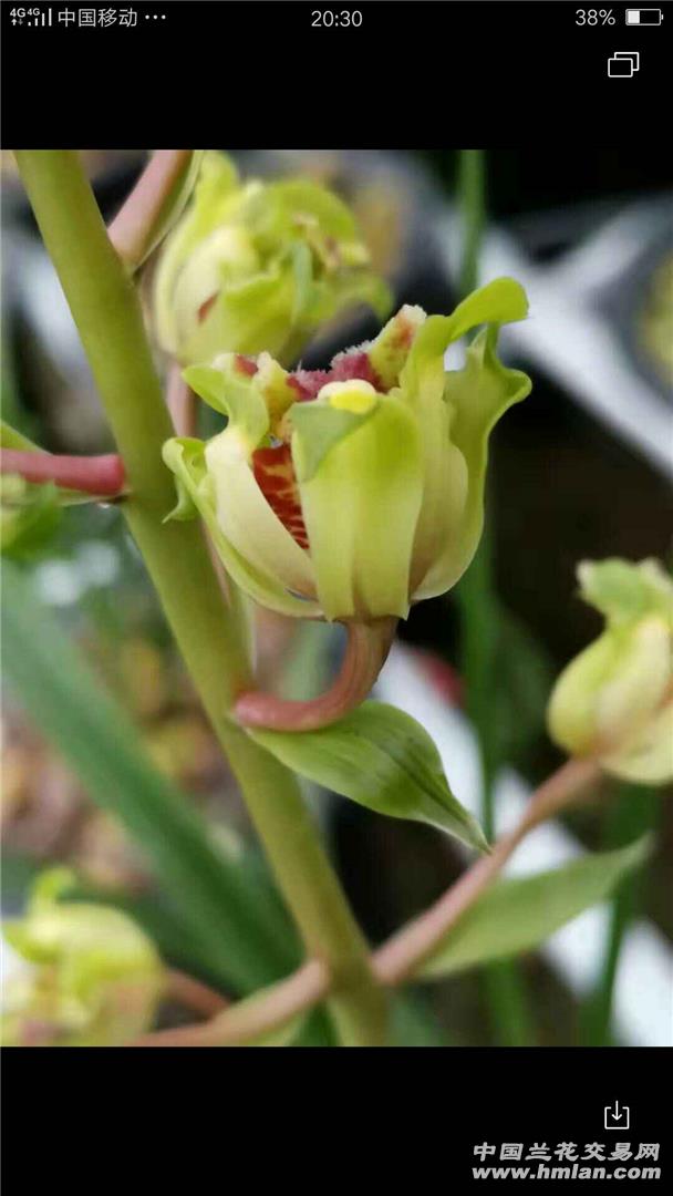 浪花还是大白菜-蕙兰篇-中国兰花交易网社区