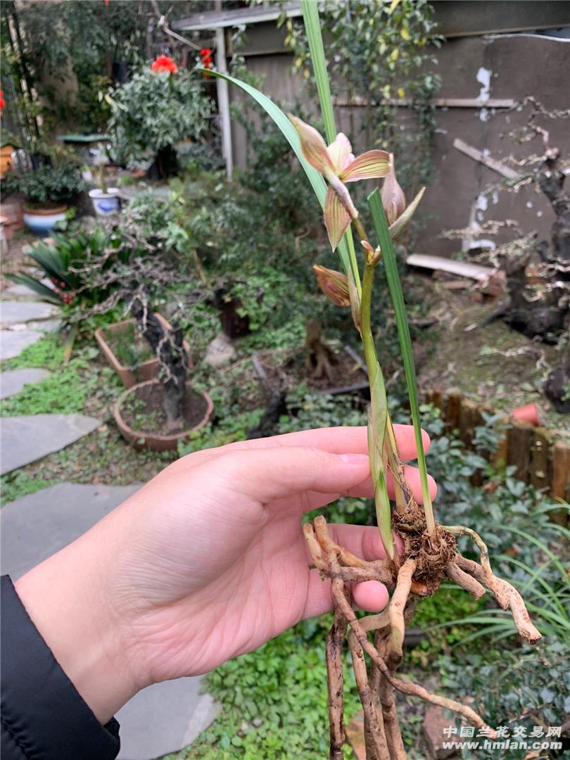 春剑 下山草奇花 大伙来品品